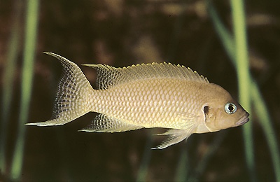 Neolamprologus crassus